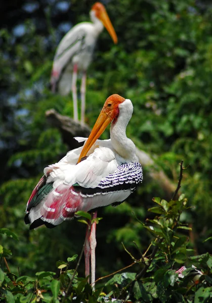 White Painted Stork Migratory Bird isolated