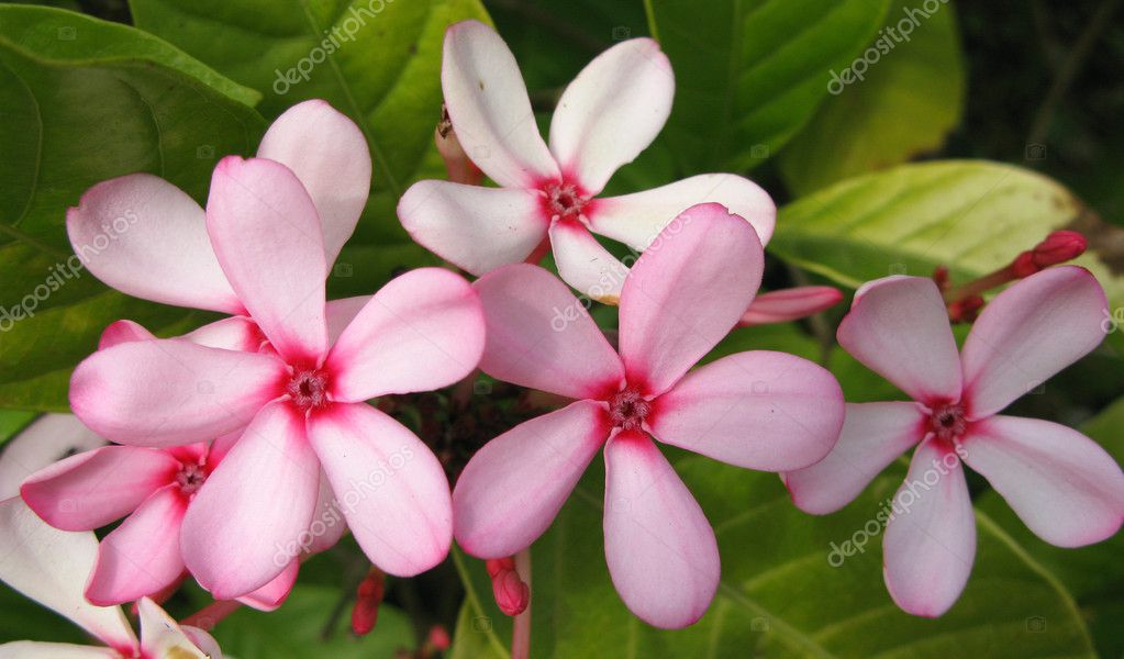 pink periwinkle