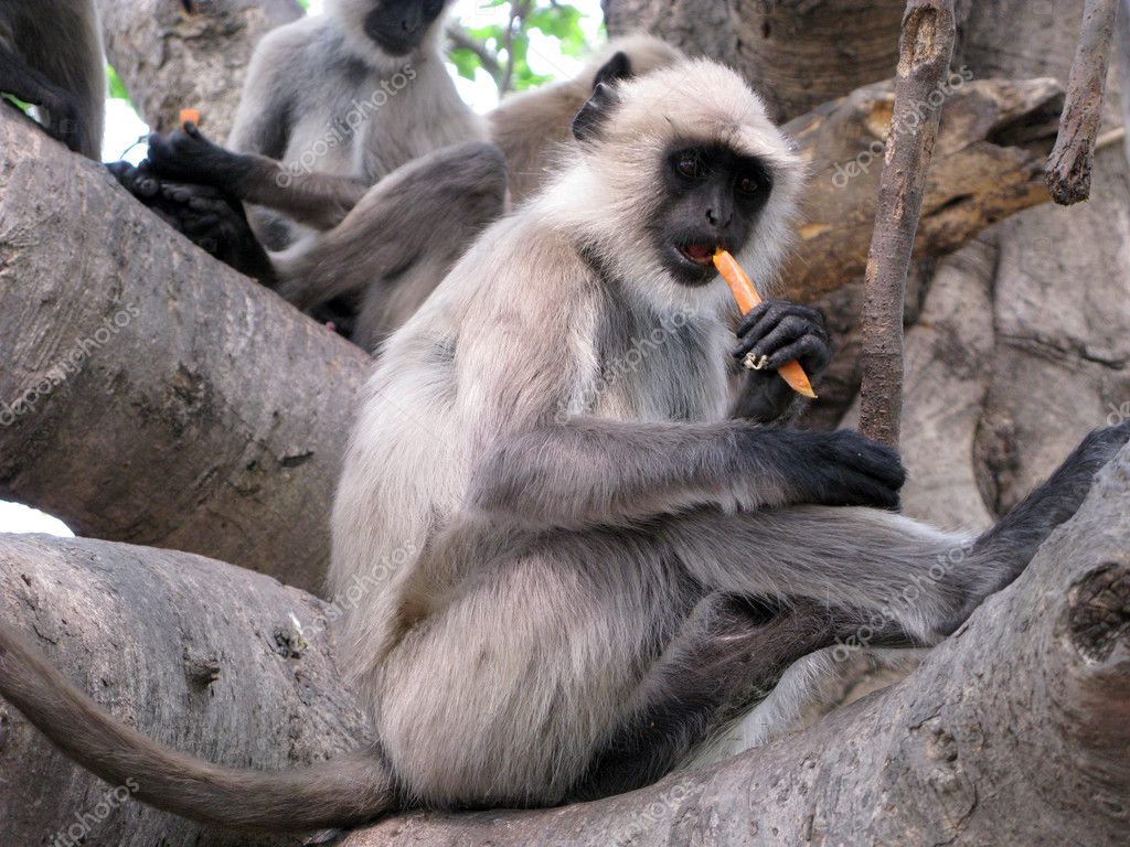 Black Langur