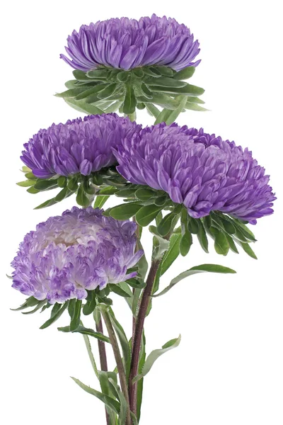 Aster China