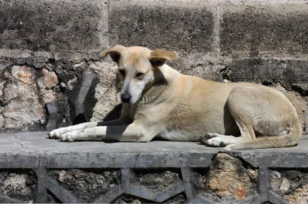 Dogs on the street in San Cristobal