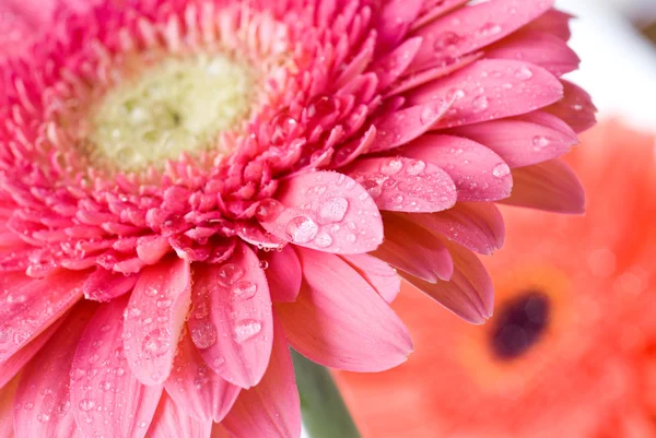 close up daisies