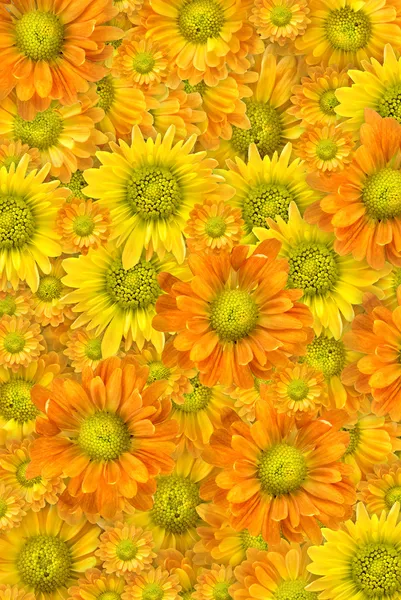 yellow flowers background. Stock Photo: Yellow flowers