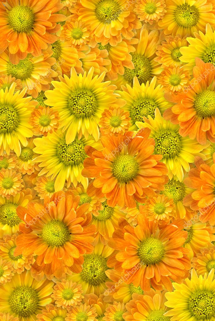 yellow flowers background. Yellow flowers background