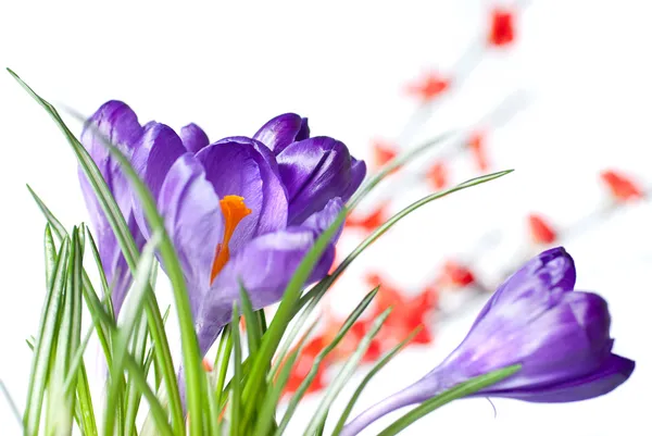 Crocus with red blurred flowers