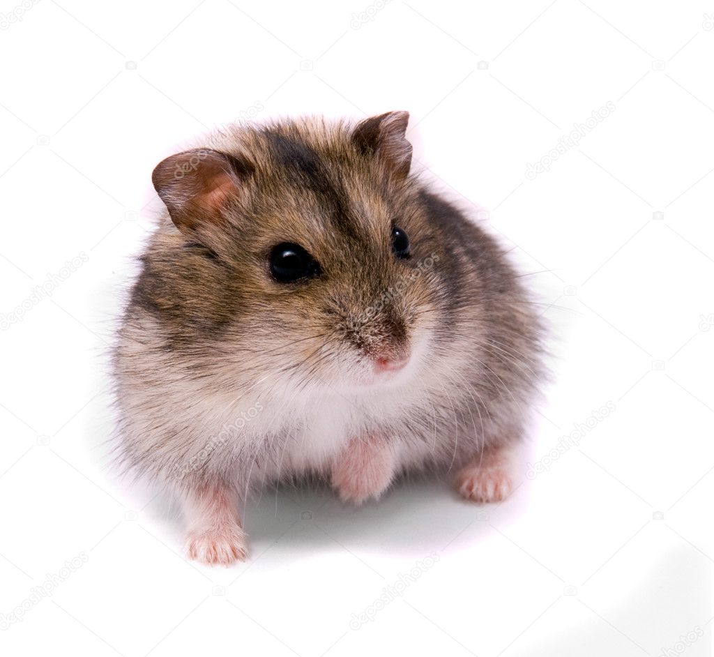 dwarf hamster pics