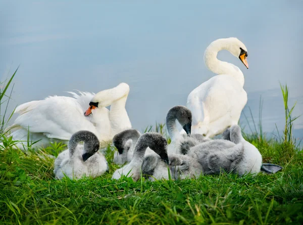 Mute swan. Parents and Kids
