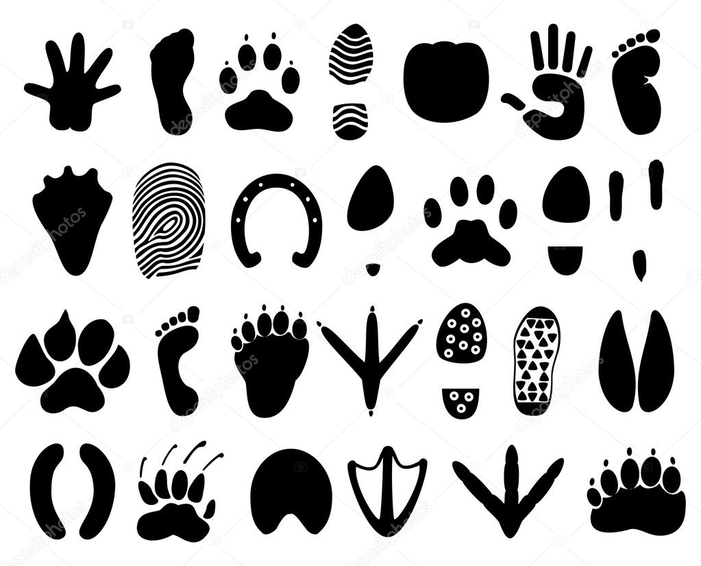 Animals To Trace