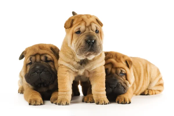 Background Images Of Puppies. sharpei puppies isolated