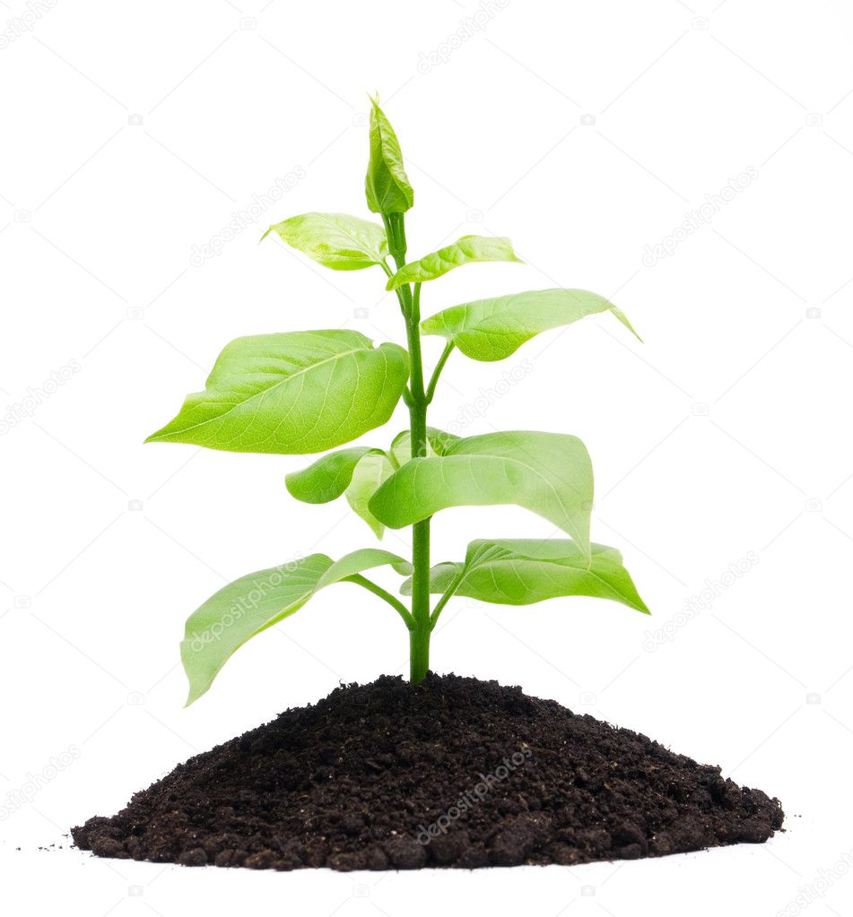 plant soil