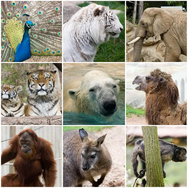 Wild animals collage