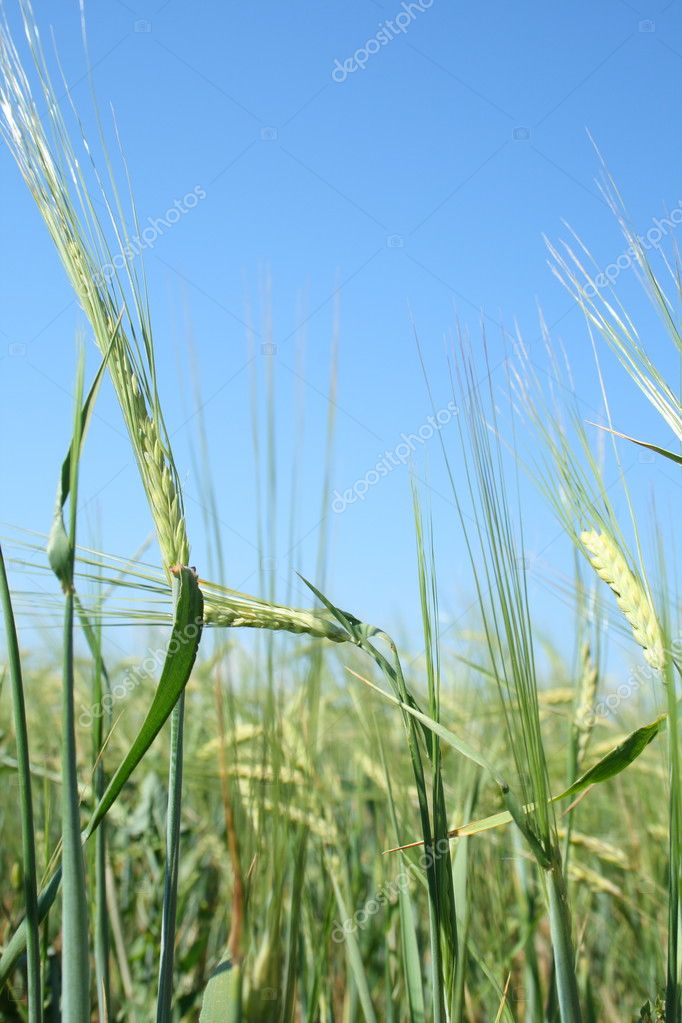 Barley Spikelet