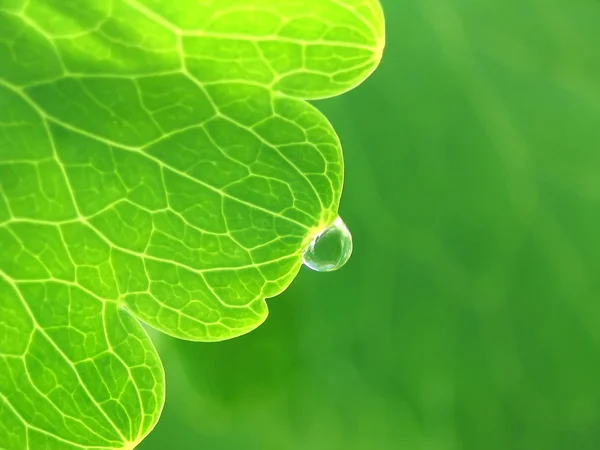 Drop of water on a green leaf