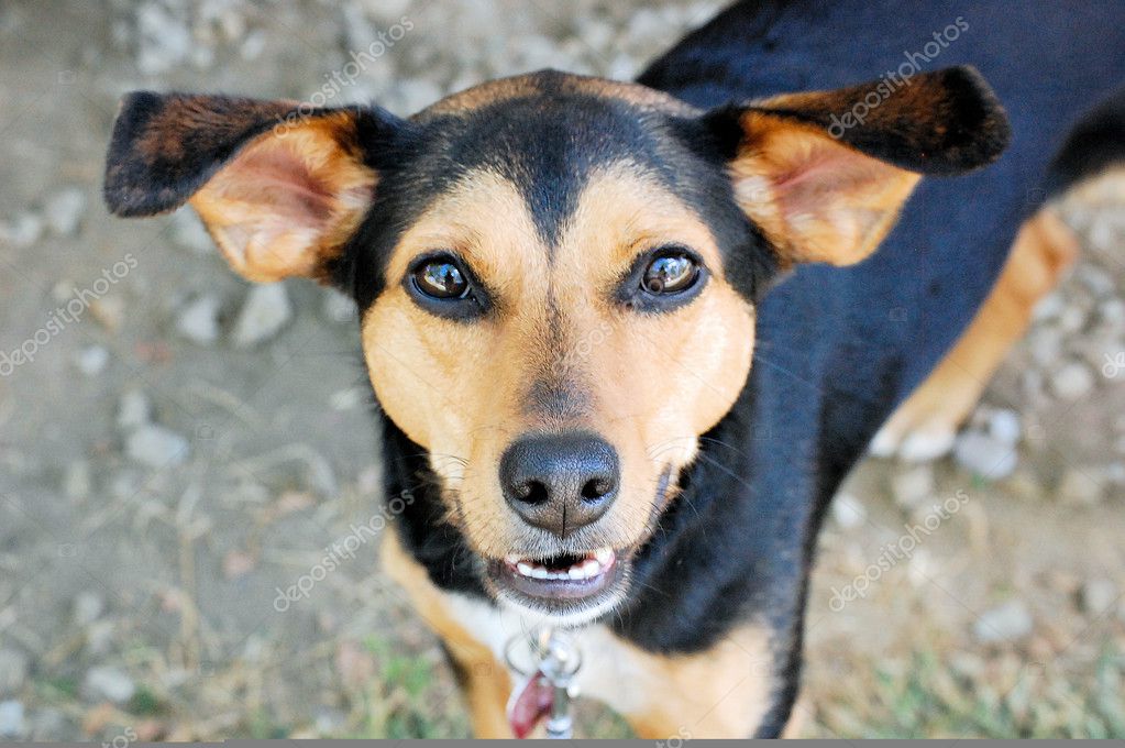 Beagle Mixes