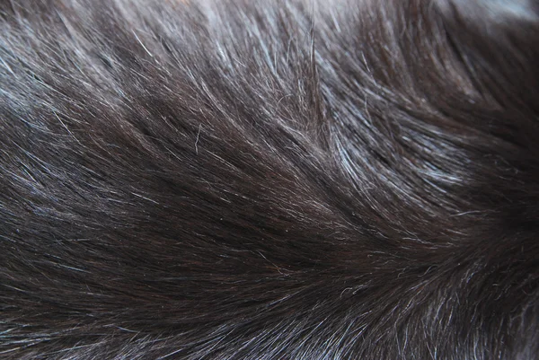 background texture black. Black cat fur ackground texture. Add to Cart | Add to Lightbox | Big