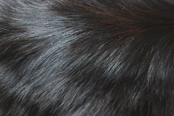 Black cat fur background texture