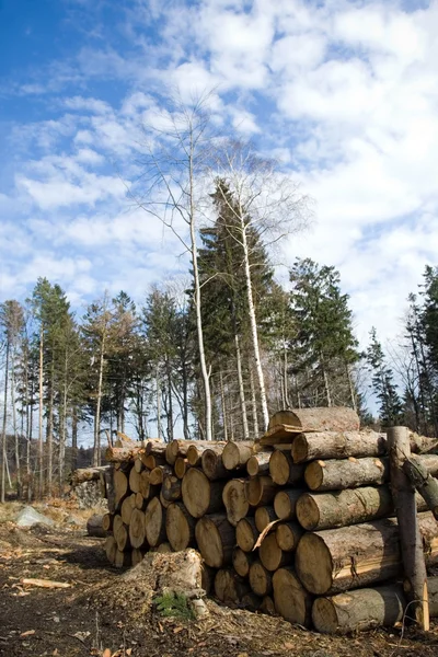 Wood logs in deforest forest