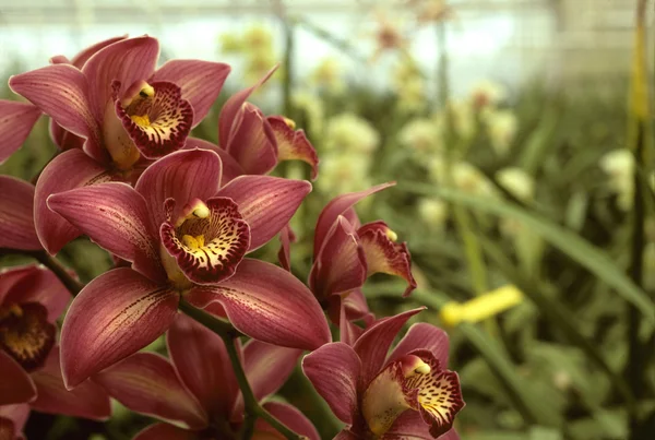Dark pink orchids in a greenhouse