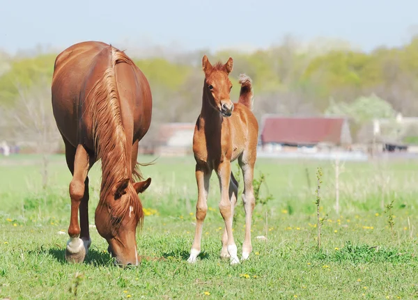 Beautiful arabian mare and foal on pasture