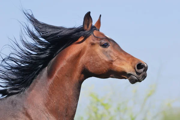 Portrait of beautiful arabian horse in motion