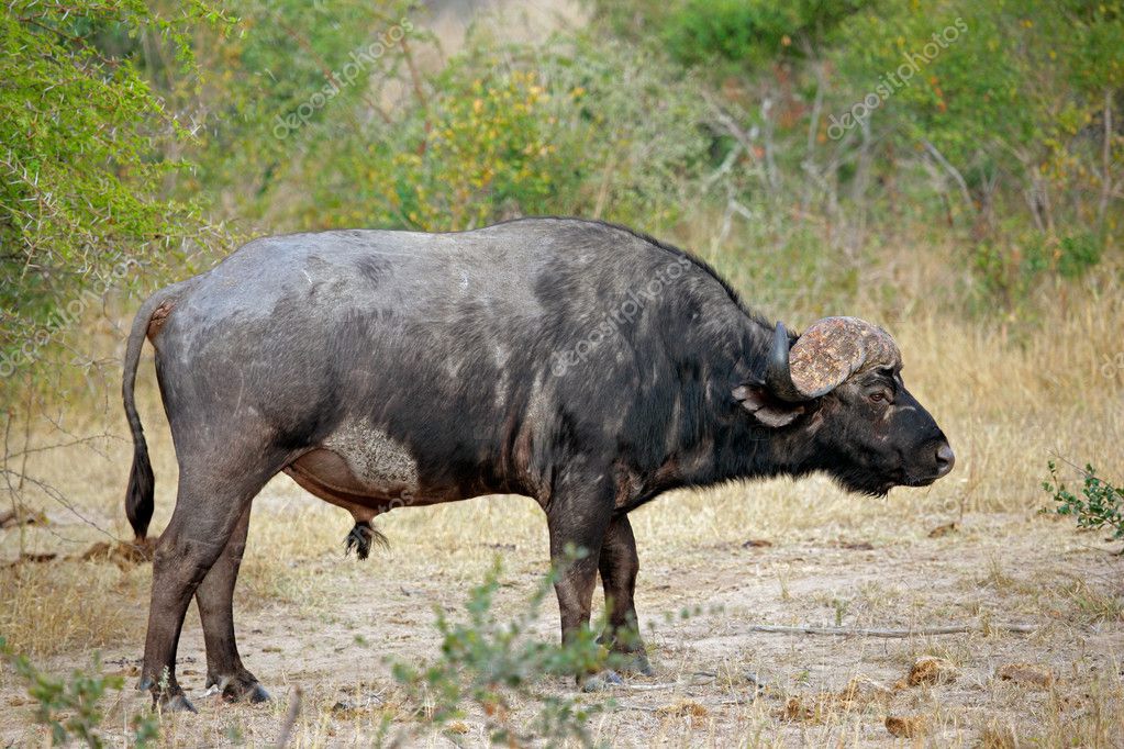 African Buffaloes