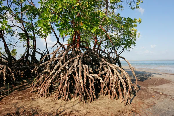 dep_2857413-Mangrove-tree.jpg