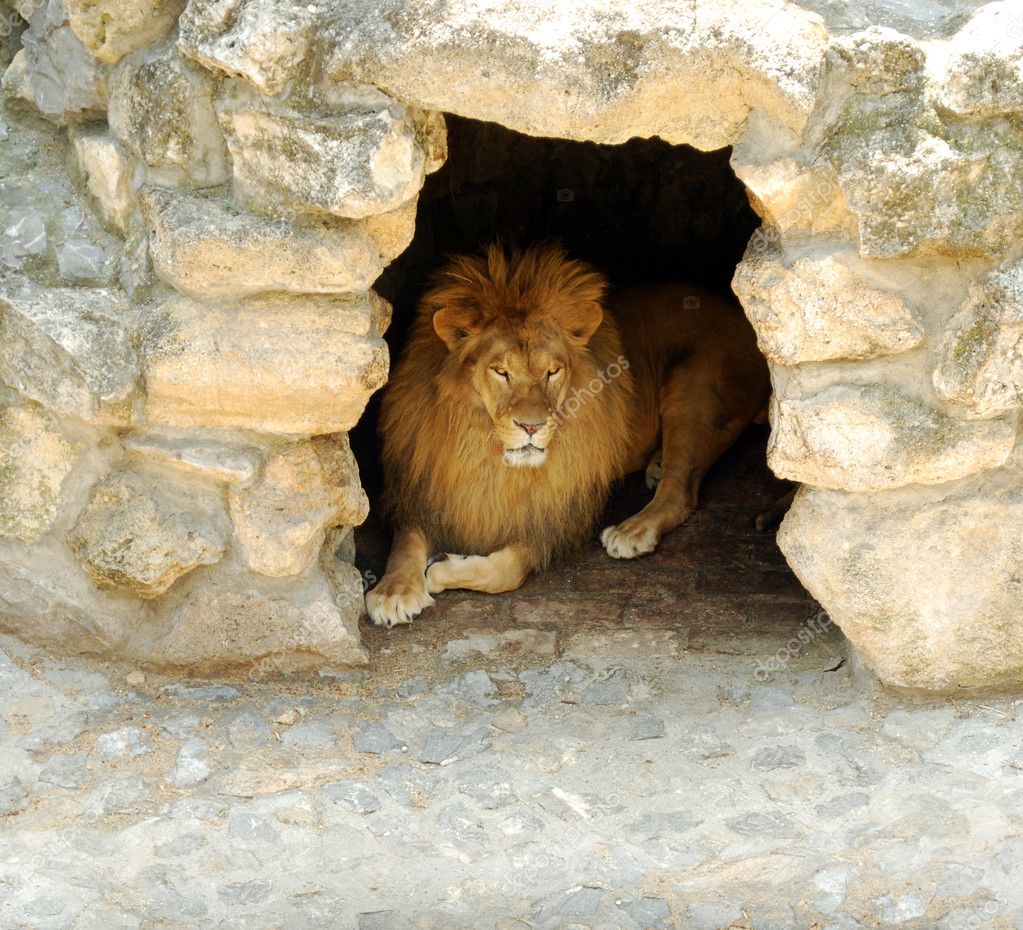 Lion lying in the cave — Stock Photo © goceristeski 3603954