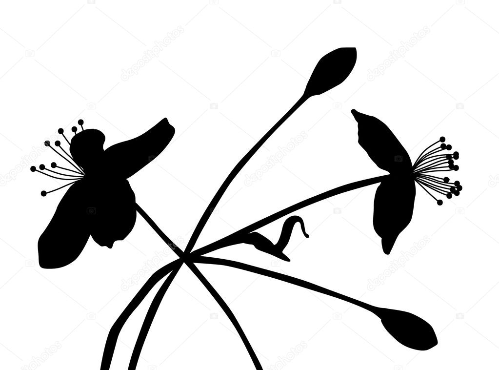 Flower Silhouette Images