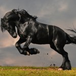 Black friesian stallion gallop in sunset - Stock Photo