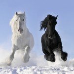 White and black horse - Stock Photo
