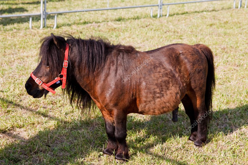 Dwarf Horse