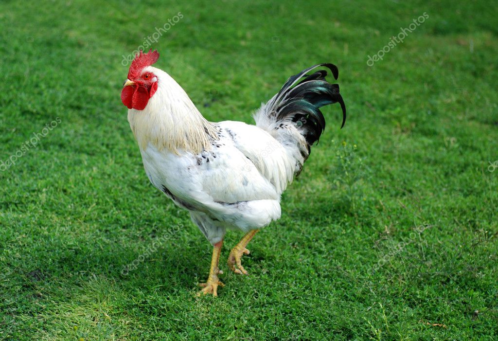 White Cock close up on the farm green grass background