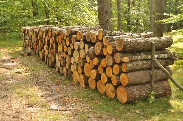 Pile of wood in forest