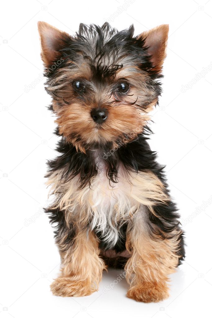 Get micro tiny yorkshire terrier