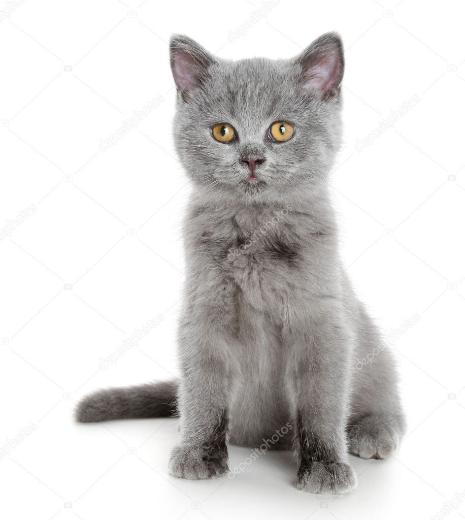 grey kitten