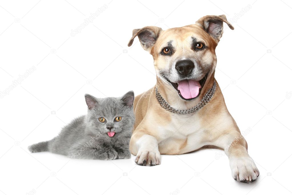 essay pet animal dog essay pet animal dog