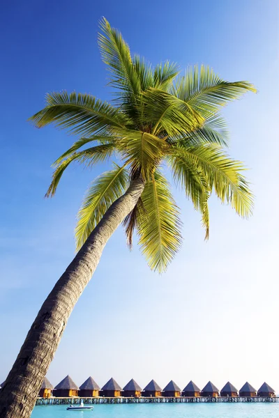 Palm tree bent above waters of ocean.
