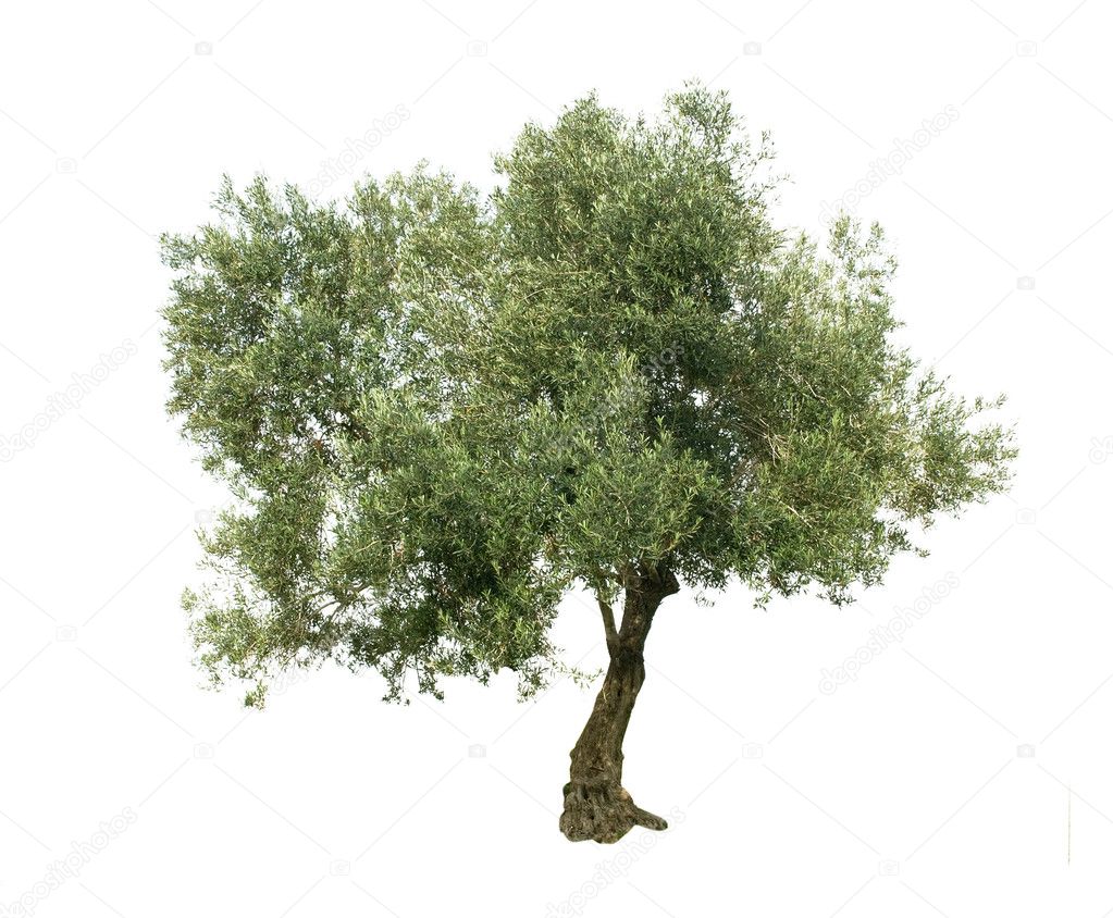 橄榄树在白色背景上孤立