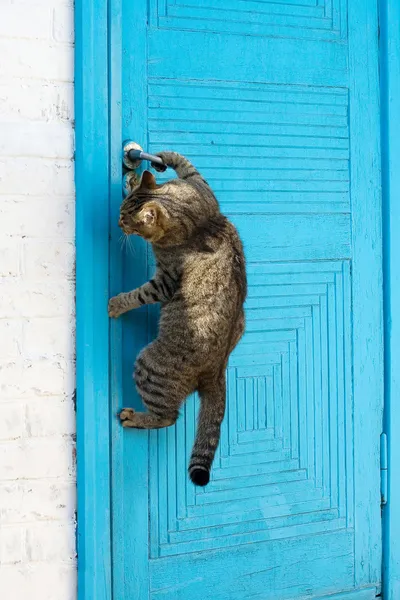 The cat opens a door
