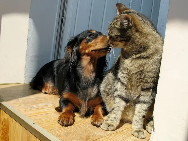 Cat and dog love