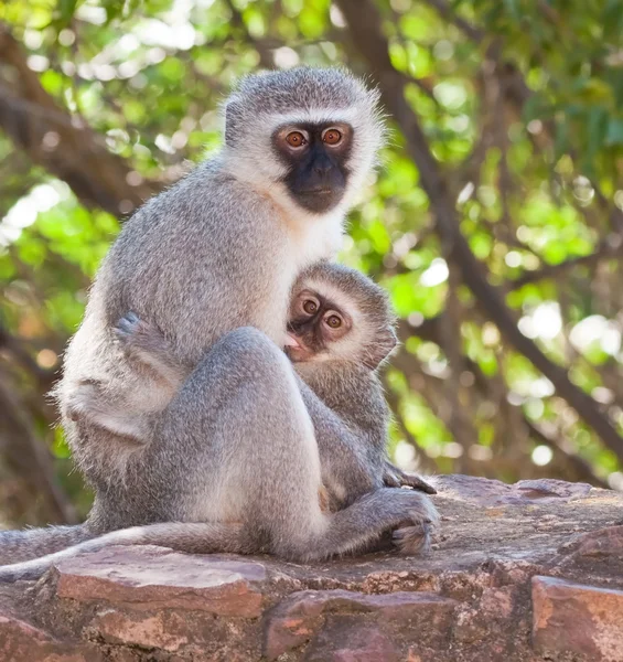 vervet monkey with baby