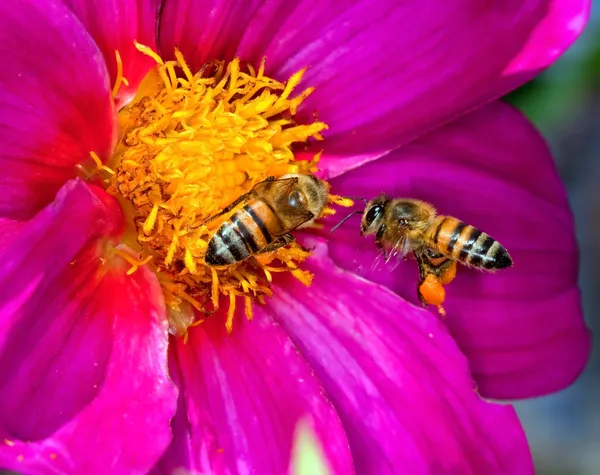 Two bees on a yellow and purple flower