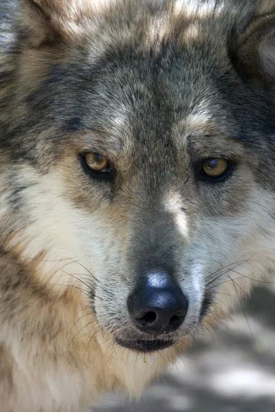 The eyes of the Wolf — Stock Photo #3263541