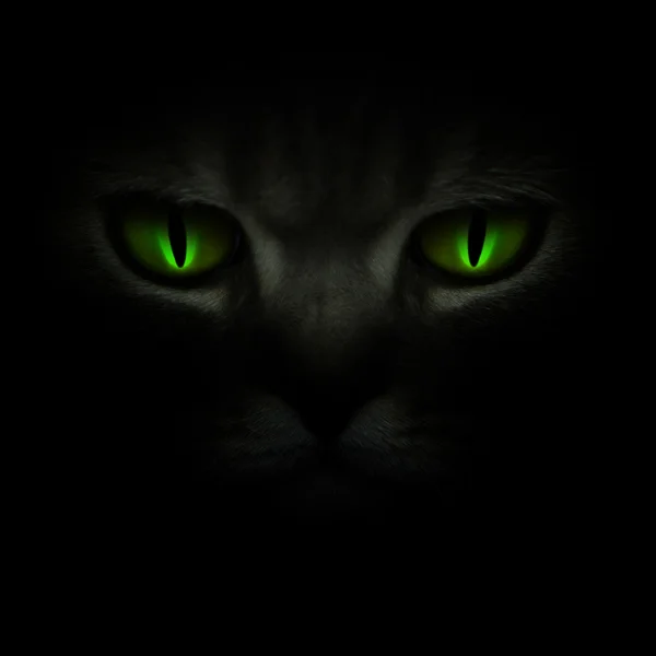 Cat s Eyes Glowing In The Dark Stock Image Everypixel