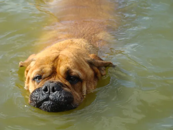 Head of a dog in water (bullmastiff)
