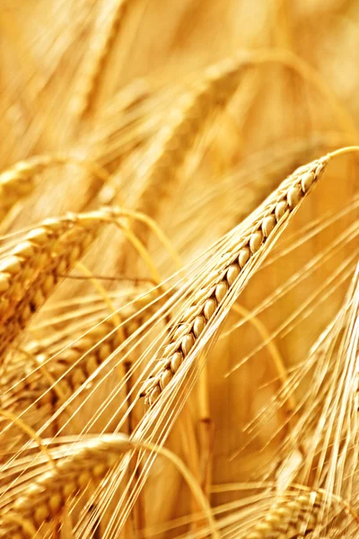 Ripe wheat in summer