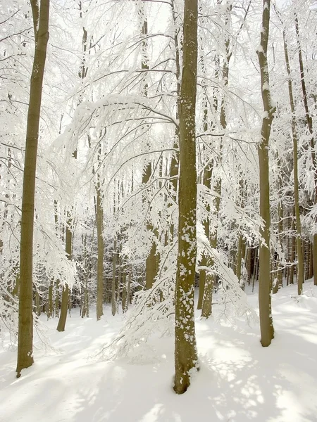Sunny beech forest in winter