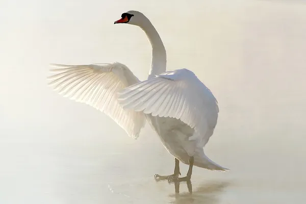 Swan on the frozen lake