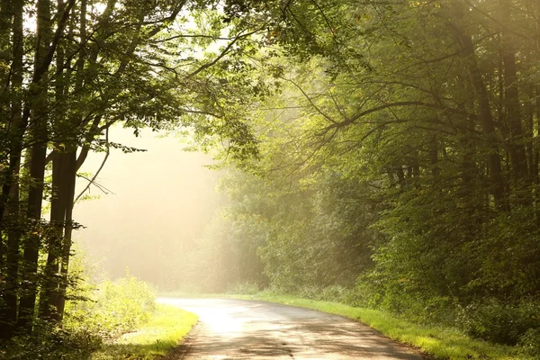 Country road through misty forest in the morning