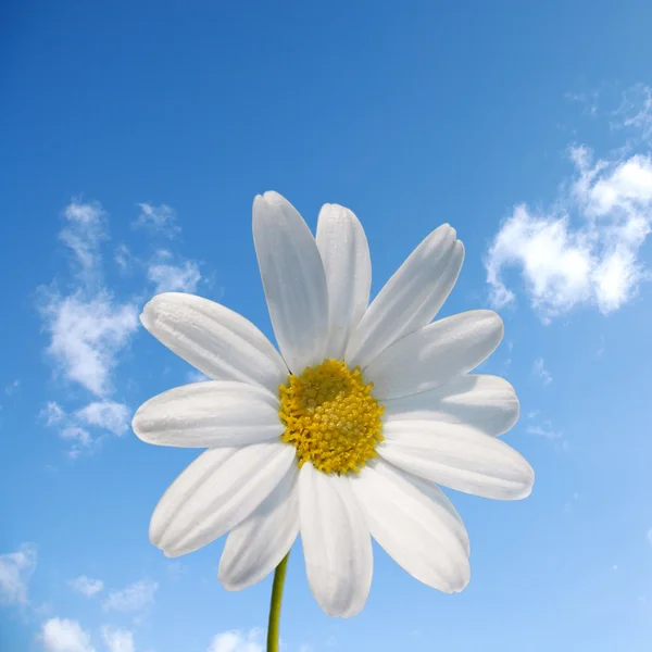 White+daisy+flower+pictures